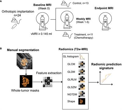 MRI radiomics captures early treatment response in patient-derived organoid endometrial cancer mouse models